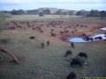 Kenya Safari Tsavo Est et Ouest 025